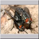 Sarcophaga sp - Fleischfliege 06a.jpg